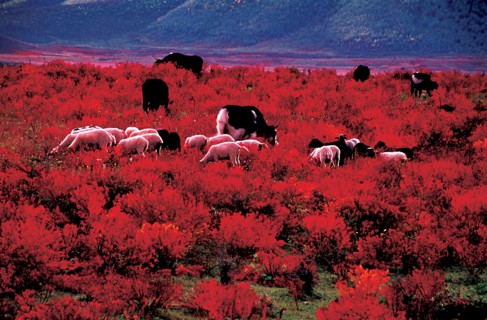 Zhongdian, Shangrila, province du Yunnan, Chine
