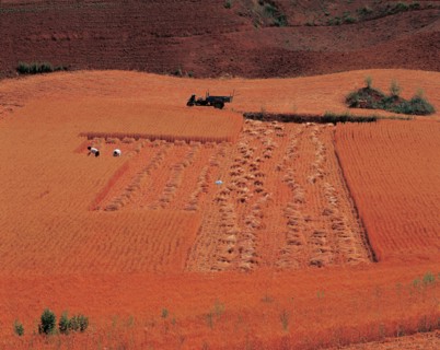 Moisson, Chine