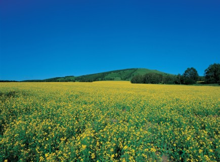 Prairie,  province du Hebei, Chine