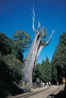 Mont Ali, Arbre Divin, Taiwan, Chine