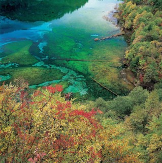 Forêt en bordure d'un lac, Chine