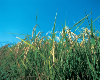 Champ de riz, Chine