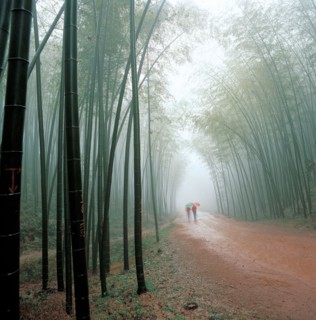 Forêt, Chine