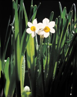 Jonquilles, Chine