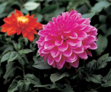 Dahlias, Chine