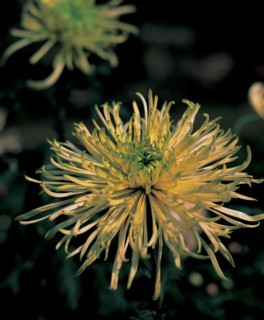 Chrysanthème, Chine