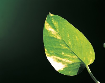 Feuille, Chine