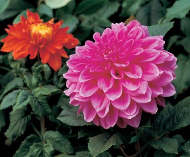 Pivoine, Chine