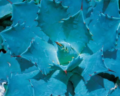 Feuilles, Chine