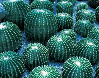 Cactus, Chine