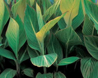 Plante tropicale, Chine