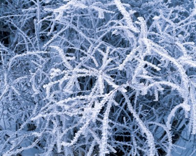 Arbre sous la neige, Chine