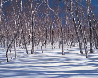 Arbres morts enneigés, Chine