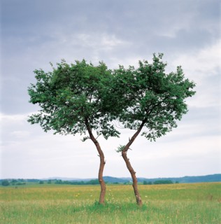 Arbres dans une prairie, Chine