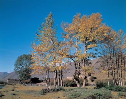 Arbres, Chine