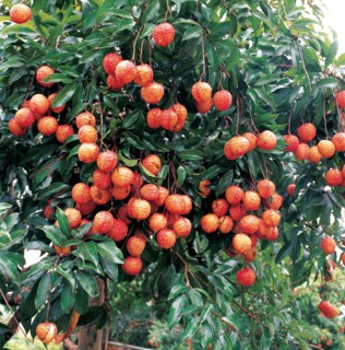 Litchi, Chine