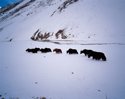 Wild yak, China