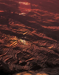 Rizières, Chine