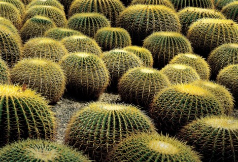 Cactus, Chine