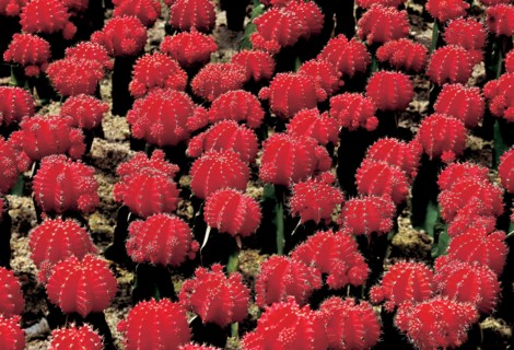 Cactus, Chine