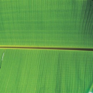 Greenery, China