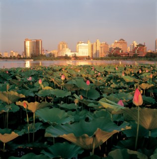 Etang de lotus, Pékin, Chine