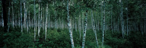 Forêt de bouleaux dans la municipalité de Elunchun, Chine