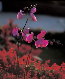 Orchidée, Chine
