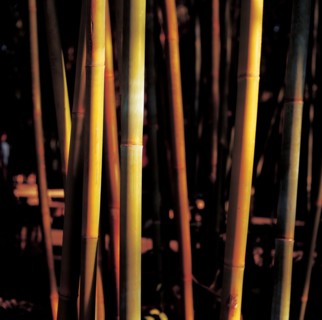 Bambou, Chine