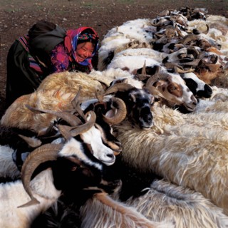 Béliers, Tibet, Chine