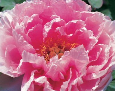 Pivoine, Chine