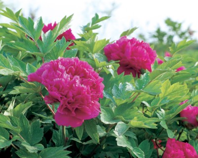 Pivoines, Chine