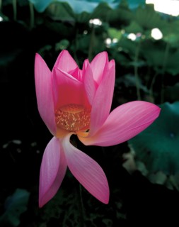 Fleur de lotus, Chine