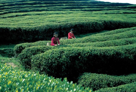 Champ de thé, Chine