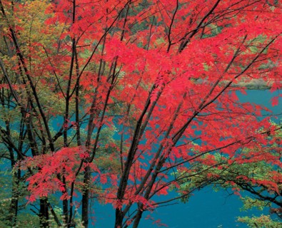 Arbre, Chine