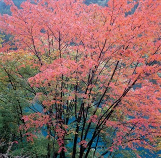 Arbres, Chine