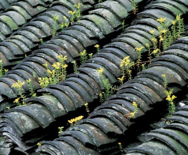 Tuiles, Chine