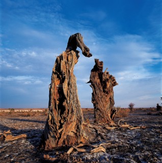Troncs d'arbres, Chine