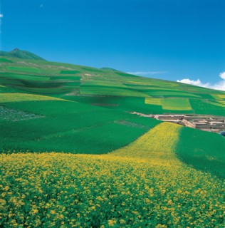 Champs de verdure, Chine