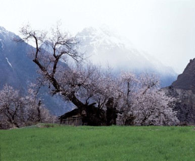 A peach tree in full blossom in Chayu, Tibet, China