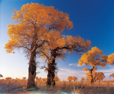 The polars grow on the land of Gobi, China