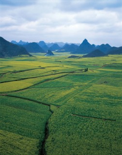 Cole field in Luoping,Yunnan,China