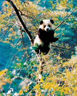 A giant panda in China