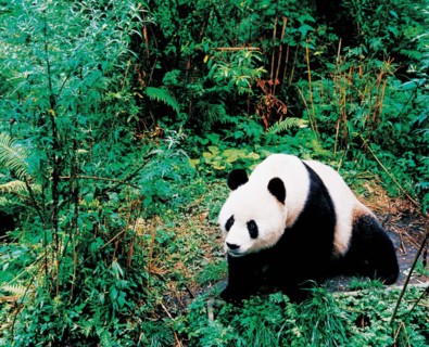 A giant panda in China