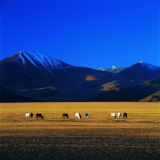 The meadow of Tibet,China