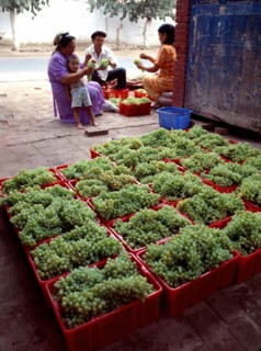 Grape harvest in Turpan,Xinjiang,China