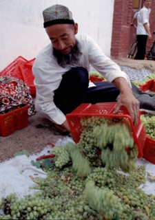 An Uygur man harvests grape in Turpan, Xinjiang,China