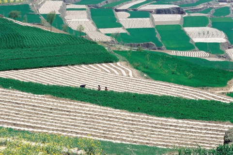 Terraced field in Longdong,Gansu,China