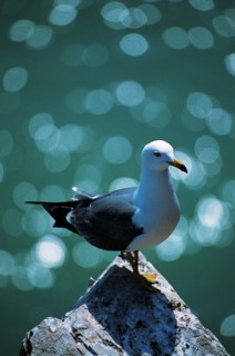 A black-tailed gull,Shangdong Province,China