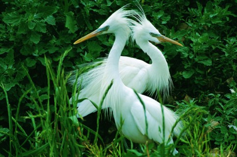 Chinese Egret,Shandong Province,China
